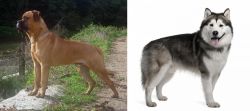 Bullmastiff vs Alaskan Malamute - Breed Comparison