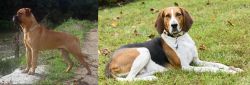 Bullmastiff vs American English Coonhound - Breed Comparison