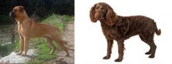 Bullmastiff vs American Water Spaniel - Breed Comparison