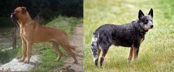 Bullmastiff vs Austrailian Blue Heeler - Breed Comparison