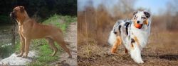 Bullmastiff vs Australian Shepherd - Breed Comparison