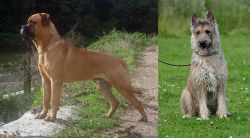 Bullmastiff vs Belgian Shepherd Dog (Laekenois) - Breed Comparison