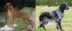 Bullmastiff vs Blue Picardy Spaniel - Breed Comparison