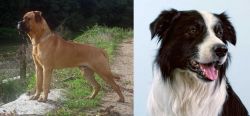 Bullmastiff vs Border Collie - Breed Comparison