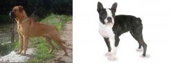 Bullmastiff vs Boston Terrier - Breed Comparison