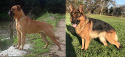 Bullmastiff vs German Shepherd - Breed Comparison