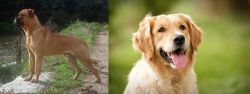 Bullmastiff vs Golden Retriever - Breed Comparison