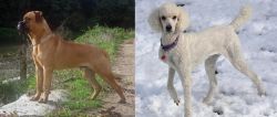 Bullmastiff vs Poodle - Breed Comparison