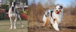 Bully Kutta vs Australian Shepherd - Breed Comparison