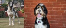 Bully Kutta vs Bernedoodle - Breed Comparison