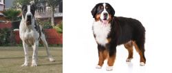 Bully Kutta vs Bernese Mountain Dog - Breed Comparison