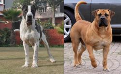 Bully Kutta vs Boerboel - Breed Comparison