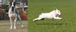 Bully Kutta vs Bull Terrier - Breed Comparison