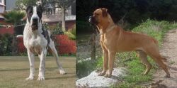 Bully Kutta vs Bullmastiff - Breed Comparison