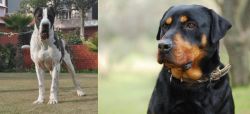 Bully Kutta vs Rottweiler - Breed Comparison