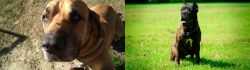 Cabecudo Boiadeiro vs Bandog - Breed Comparison