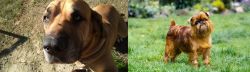 Cabecudo Boiadeiro vs Belgian Griffon - Breed Comparison