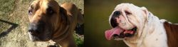Cabecudo Boiadeiro vs English Bulldog - Breed Comparison