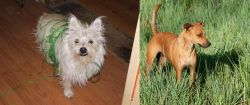 Cairland Terrier vs Africanis - Breed Comparison