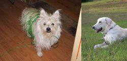 Cairland Terrier vs Akbash Dog - Breed Comparison