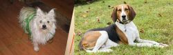 Cairland Terrier vs American English Coonhound - Breed Comparison