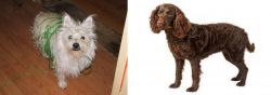 Cairland Terrier vs American Water Spaniel - Breed Comparison
