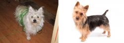 Cairland Terrier vs Australian Terrier - Breed Comparison