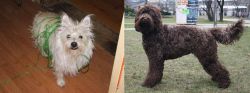 Cairland Terrier vs Barbet - Breed Comparison