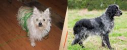 Cairland Terrier vs Blue Picardy Spaniel - Breed Comparison