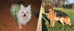 Cairland Terrier vs German Shepherd - Breed Comparison