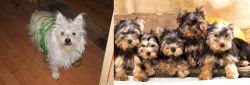 Cairland Terrier vs Yorkshire Terrier - Breed Comparison