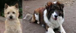 Cairn Terrier vs Aidi - Breed Comparison