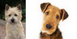 Cairn Terrier vs Airedale Terrier - Breed Comparison