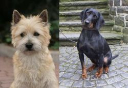 Cairn Terrier vs Austrian Black and Tan Hound - Breed Comparison