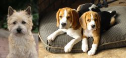 Cairn Terrier vs Beagle - Breed Comparison