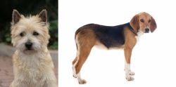 Cairn Terrier vs Beagle-Harrier - Breed Comparison