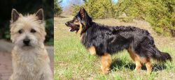 Cairn Terrier vs Bohemian Shepherd - Breed Comparison