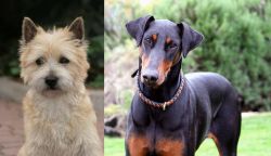 Cairn Terrier vs Doberman Pinscher - Breed Comparison