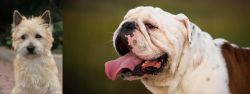 Cairn Terrier vs English Bulldog - Breed Comparison