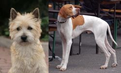 Cairn Terrier vs English Pointer - Breed Comparison