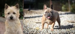 Cairn Terrier vs French Bulldog - Breed Comparison
