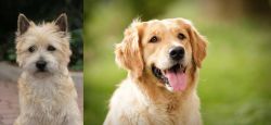 Cairn Terrier vs Golden Retriever - Breed Comparison