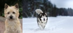Cairn Terrier vs Siberian Husky - Breed Comparison