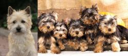 Cairn Terrier vs Yorkshire Terrier - Breed Comparison