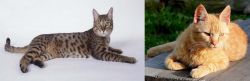 California Spangled Cat vs Brazilian Shorthair - Breed Comparison