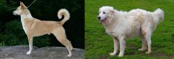 Canaan Dog vs Abruzzenhund - Breed Comparison