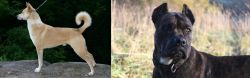 Canaan Dog vs Alano Espanol - Breed Comparison