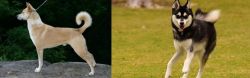Canaan Dog vs Alaskan Klee Kai - Breed Comparison