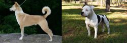 Canaan Dog vs American Bulldog - Breed Comparison