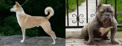 Canaan Dog vs American Bully - Breed Comparison